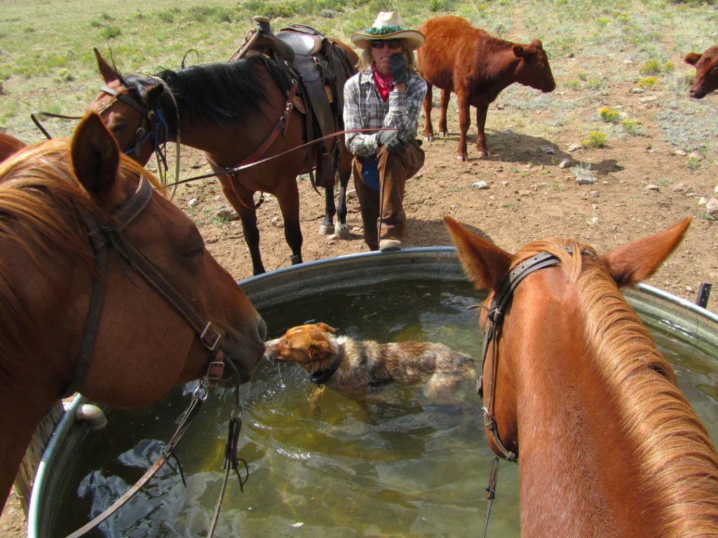 cowgirl standing in front of a pool of water with a dog swimming in it and horses standing nearby