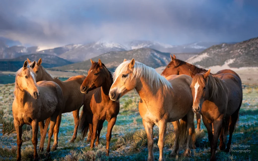 6 horses standing in a field at Music Meadows Ranch with mountains in the background