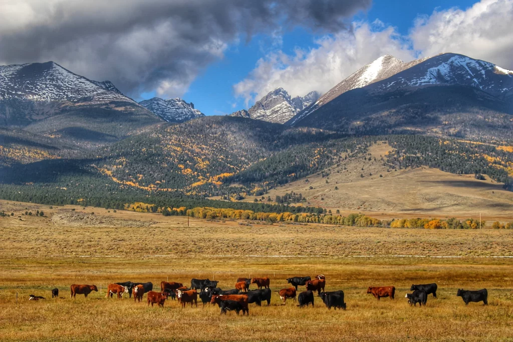 view from the ranch house of cattle grazing in front of mountains